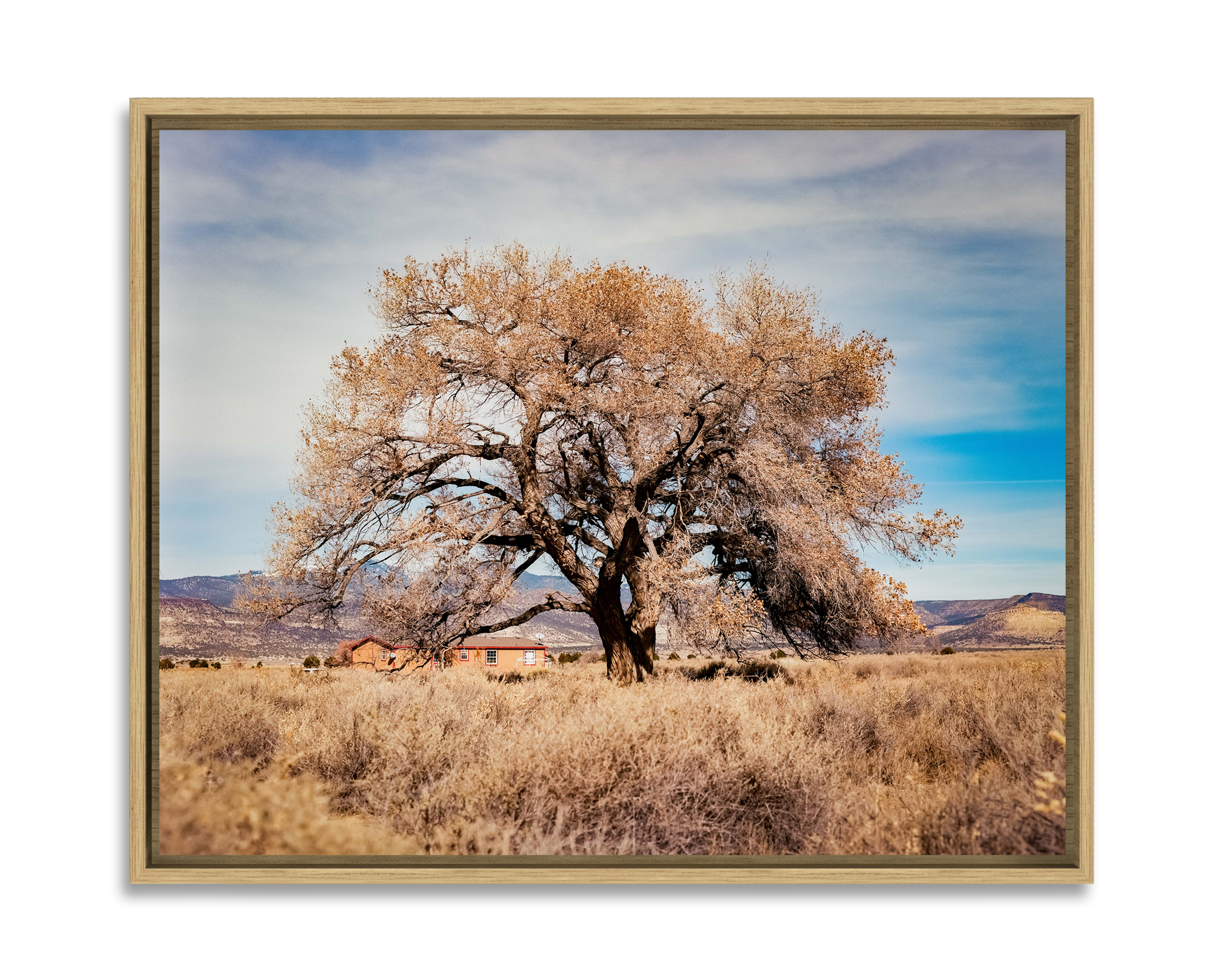 COTTONWOOD TREE Un peuplier règne dans un champ à Cubero, au Nouveau Mexique.