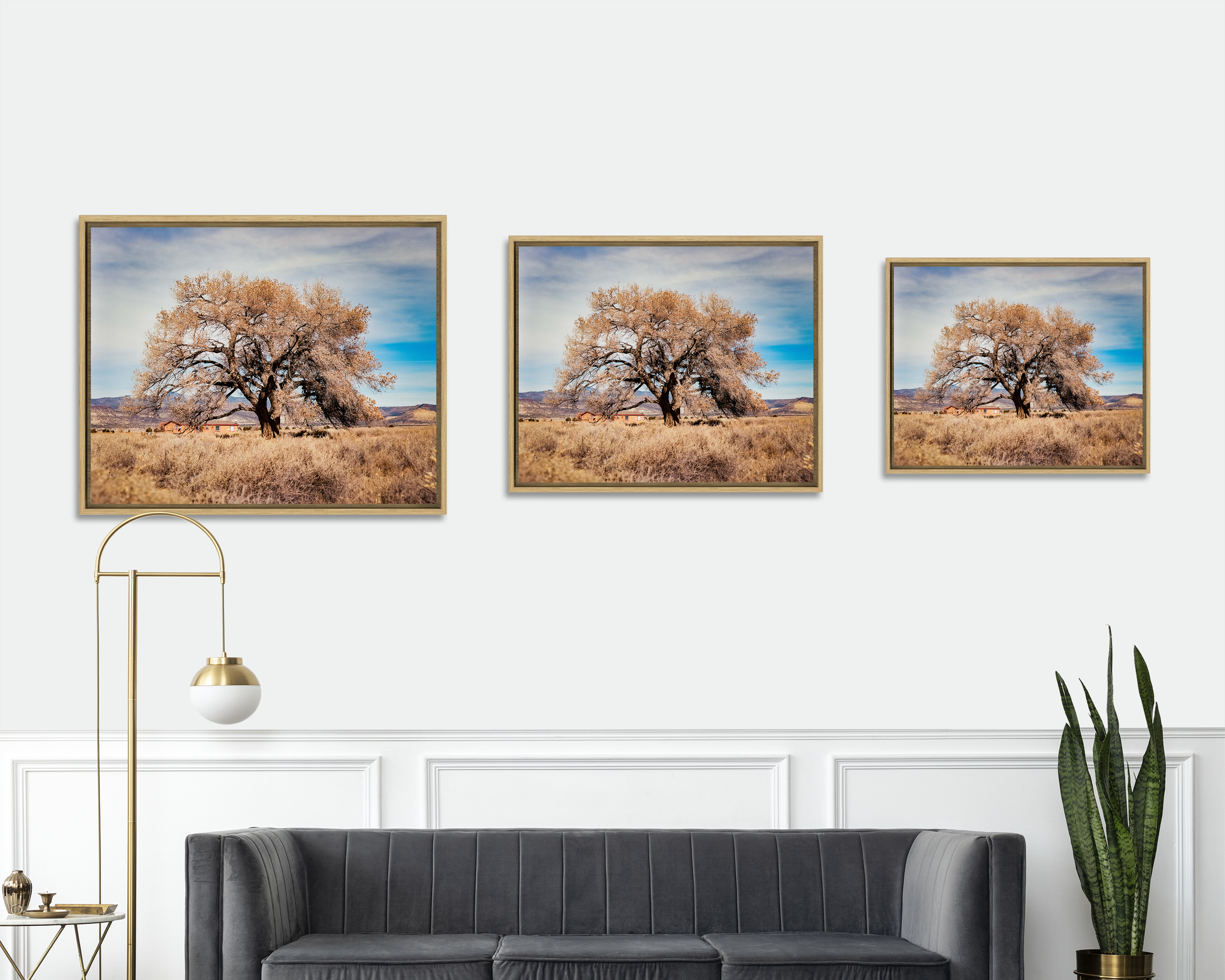 COTTONWOOD TREE Un peuplier règne dans un champ à Cubero, au Nouveau Mexique.