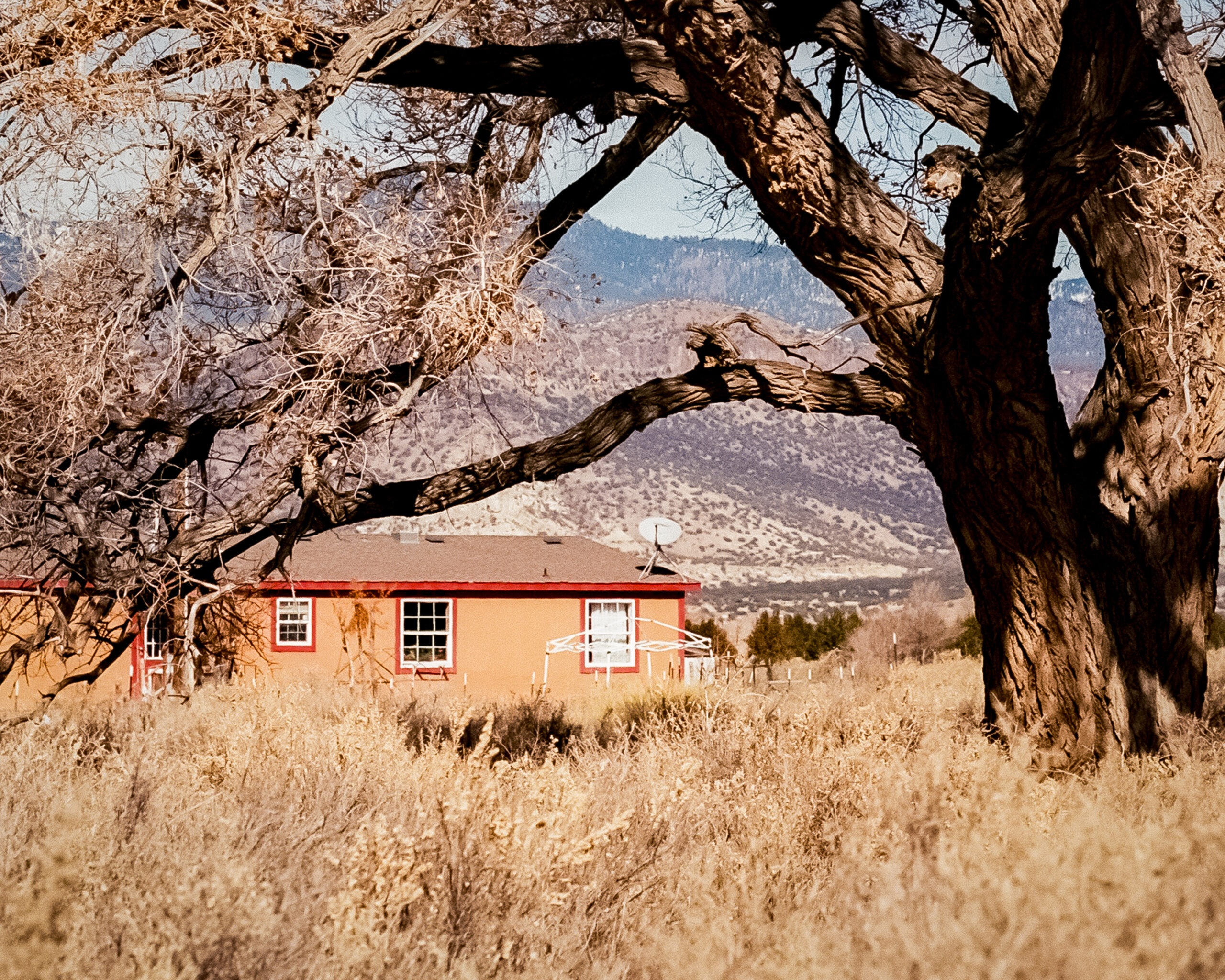 Cottonwood Un peuplier règne dans un champ à Cubero, au Nouveau Mexique.