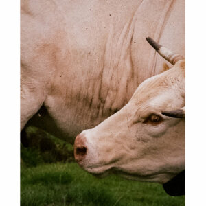 Au cœur des Pyrénées, proche d’un sommet de la vallée d’Ossau, une vache se retourne brusquement pour se gratter.