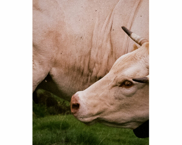 Au cœur des Pyrénées, proche d’un sommet de la vallée d’Ossau, une vache se retourne brusquement pour se gratter.