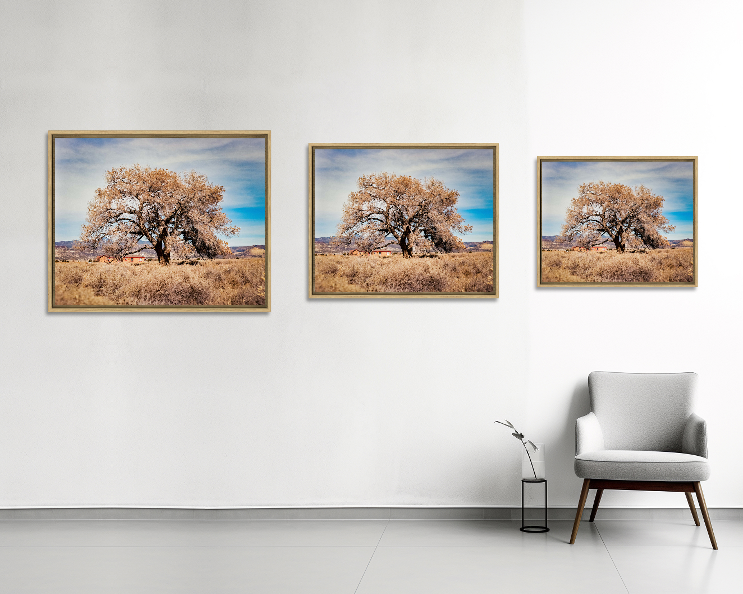 COTTONWOOD TREE Un peuplier règne dans un champ à Cubero, au Nouveau Mexique.