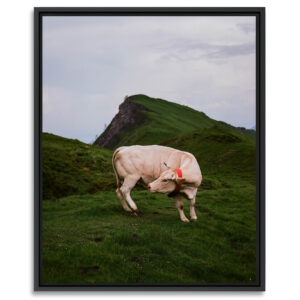 Au cœur des Pyrénées, proche d’un sommet de la vallée d’Ossau, une vache se retourne brusquement pour se gratter. Bilhères, France, Juin 2023