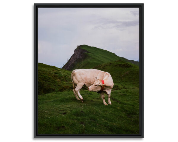 Au cœur des Pyrénées, proche d’un sommet de la vallée d’Ossau, une vache se retourne brusquement pour se gratter. Bilhères, France, Juin 2023