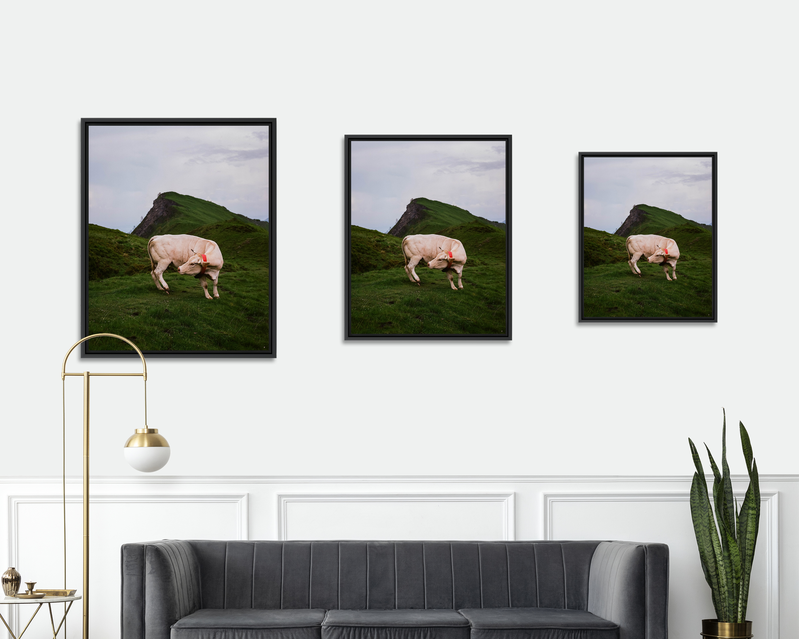 Vallée d’Ossau Au cœur des Pyrénées, proche d’un sommet de la vallée d’Ossau, une vache se retourne brusquement pour se gratter. Bilhères, France, Juin 2023