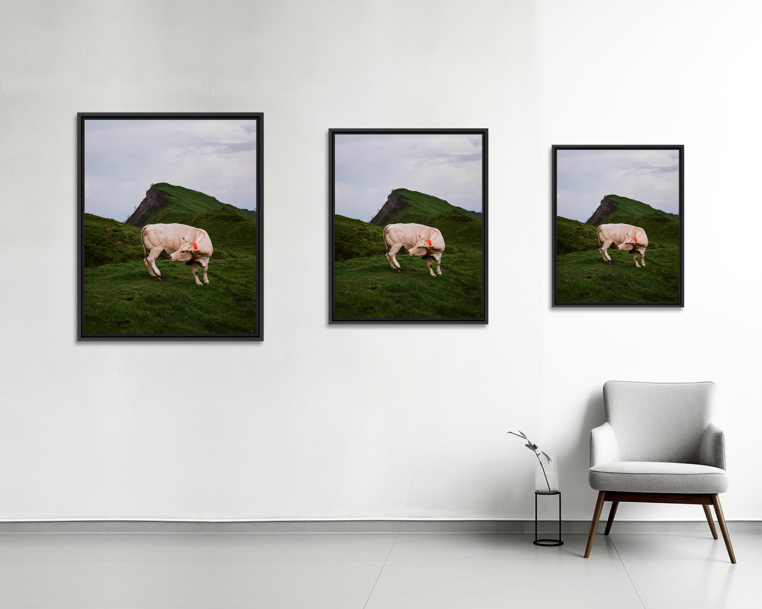 Vallée d’Ossau Au cœur des Pyrénées, proche d’un sommet de la vallée d’Ossau, une vache se retourne brusquement pour se gratter. Bilhères, France, Juin 2023