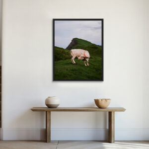 Au cœur des Pyrénées, proche d’un sommet de la vallée d’Ossau, une vache se retourne brusquement pour se gratter. Bilhères, France, Juin 2023