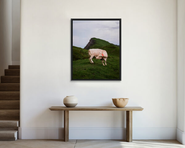 Au cœur des Pyrénées, proche d’un sommet de la vallée d’Ossau, une vache se retourne brusquement pour se gratter. Bilhères, France, Juin 2023