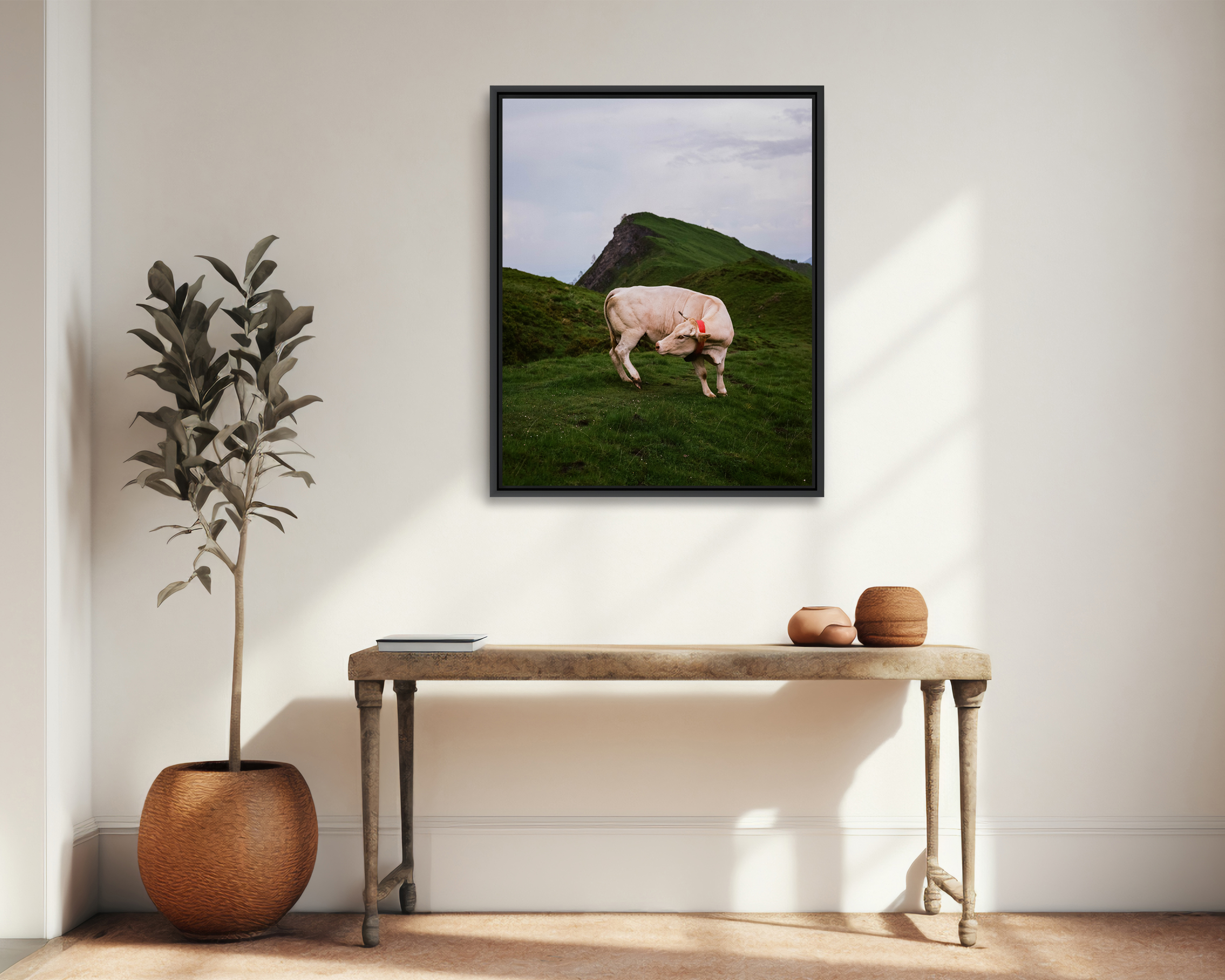 Vallée d’Ossau Au cœur des Pyrénées, proche d’un sommet de la vallée d’Ossau, une vache se retourne brusquement pour se gratter. Bilhères, France, Juin 2023