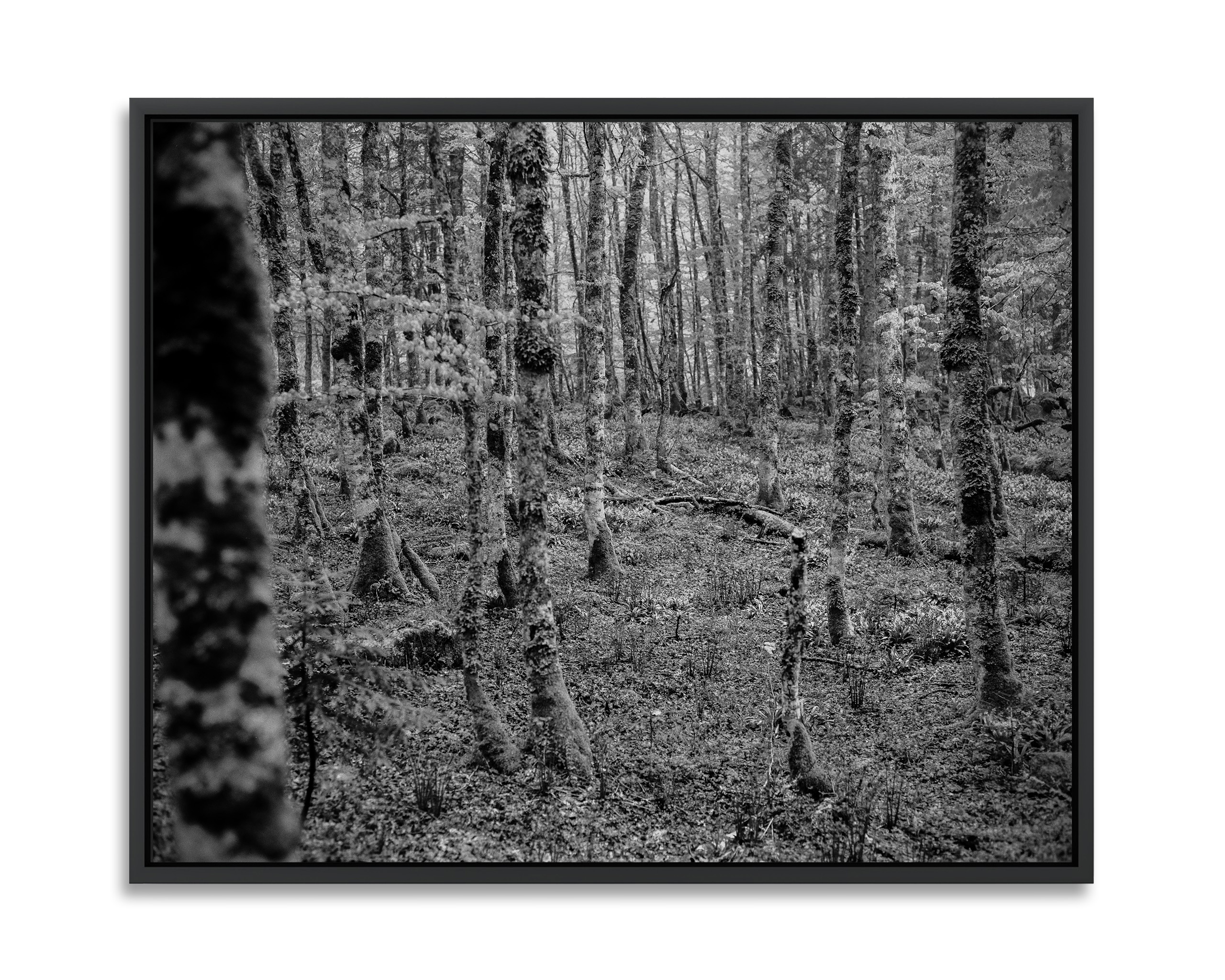 Sous-bois en vallée du Soussouéou en Ossau.