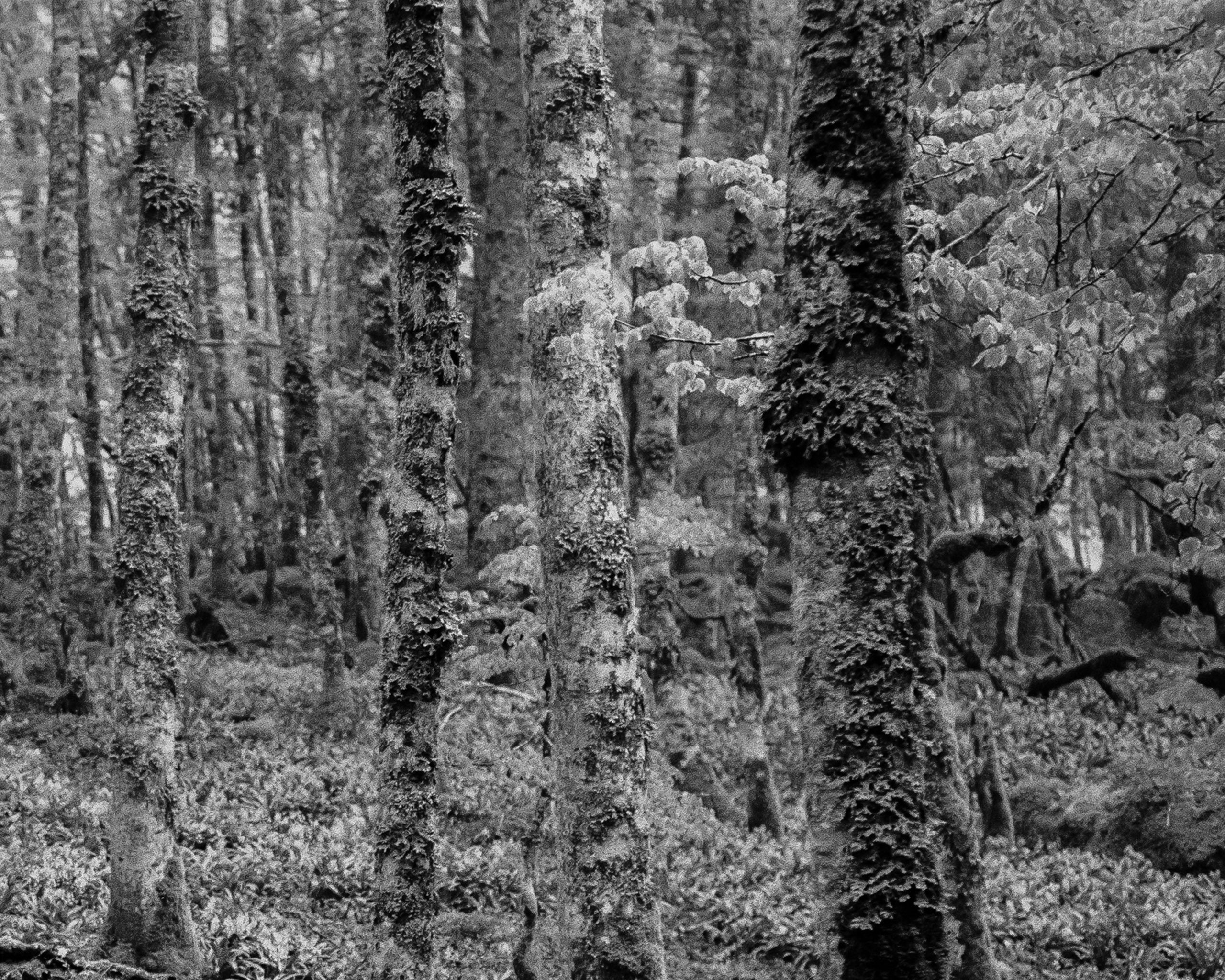 Sous-bois en vallée du Soussouéou en Ossau.